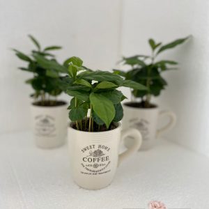Arbore de cafea – Coffea Arabica in cana coffe time - cu logo