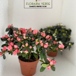 https://florariaverde.ro/wp-content/uploads/2022/03/Azaleie-logo-300x300.jpg
