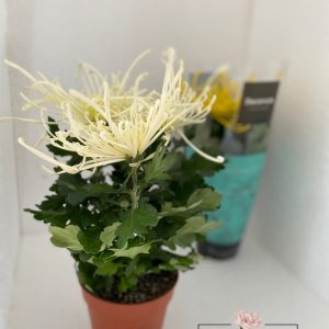 https://florariaverde.ro/wp-content/uploads/2022/03/Crizantema-Zembla-logo-300x300.jpg