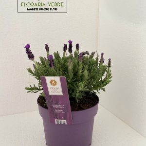 https://florariaverde.ro/wp-content/uploads/2022/03/Lavanda-la-ghiveci-Lavandula-Stoechas-logo-300x300.jpg