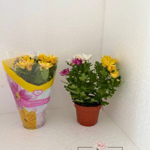 Planta exterior, cu flori - Chrysanthemum mix - logo