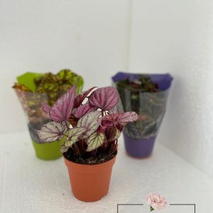 Planta interior - Begonia rex - logo