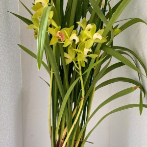 https://florariaverde.ro/wp-content/uploads/2022/03/Planta-interior-cu-flori-Orhidee-Cymbidium-logo-300x300.jpg
