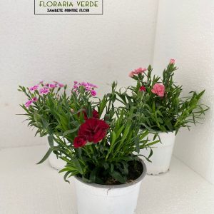 https://florariaverde.ro/wp-content/uploads/2022/03/Plante-de-gradina-cu-flori-garofite-Dianthus-Sunflor-logo-300x300.jpg