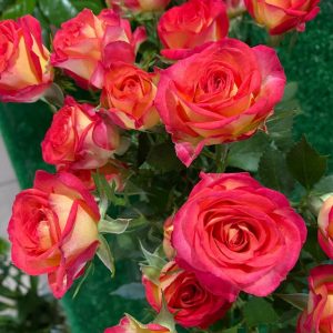 Trandafiri in doua culori roz si galben Floraria Verde