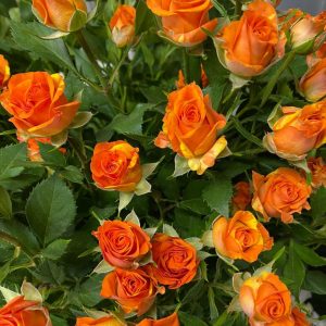 Trandafiri portocalii mici Floraria Verde