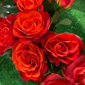 Trandafiri rosii-portocalii Floraria Verde
