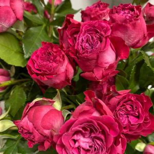 Trandafiri roz Floraria Verde