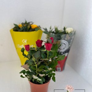 https://florariaverde.ro/wp-content/uploads/2022/03/Trandafiri-–-rosa-mini-logo-300x300.jpg