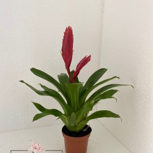 https://florariaverde.ro/wp-content/uploads/2022/03/Vriesea-Bromelia-Standard-logo-300x300.jpg